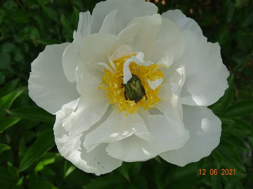  - Irisi si bujori 2021