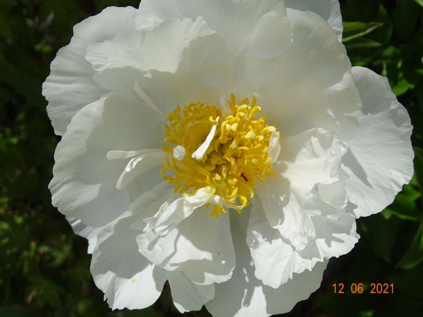  - Irisi si bujori 2021