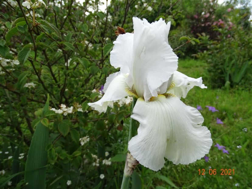 Lacy Snowflake - Irisi si bujori 2021