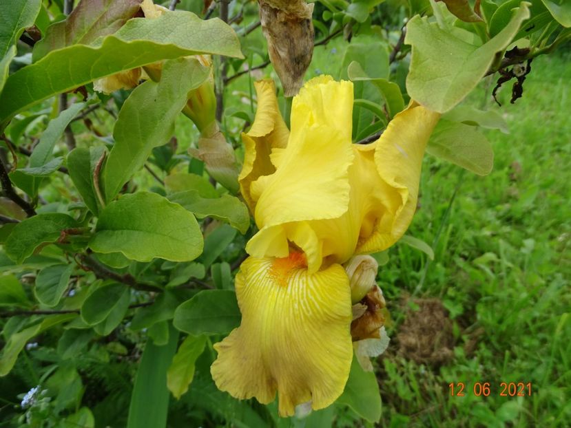  - Irisi si bujori 2021