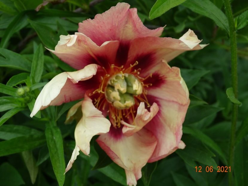 Old Rose Dandy - Irisi si bujori 2021