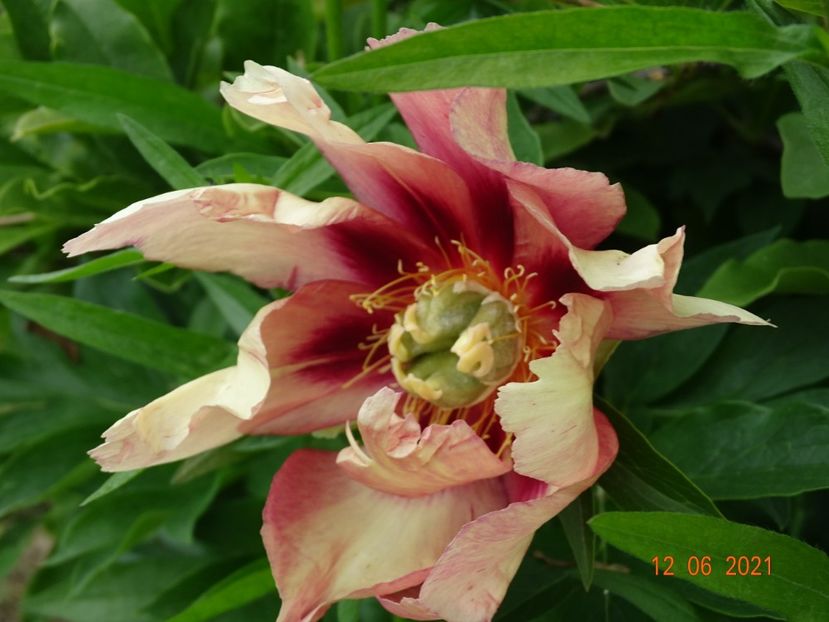  - Irisi si bujori 2021