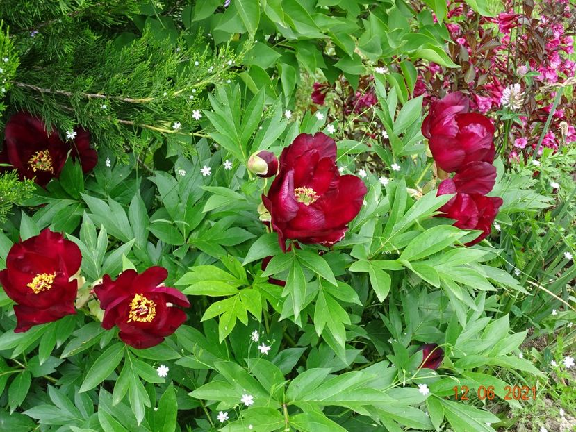 Scarlet Heaven - Irisi si bujori 2021