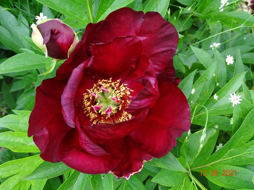  - Irisi si bujori 2021