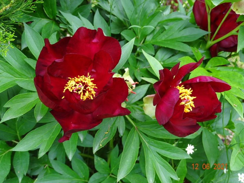  - Irisi si bujori 2021