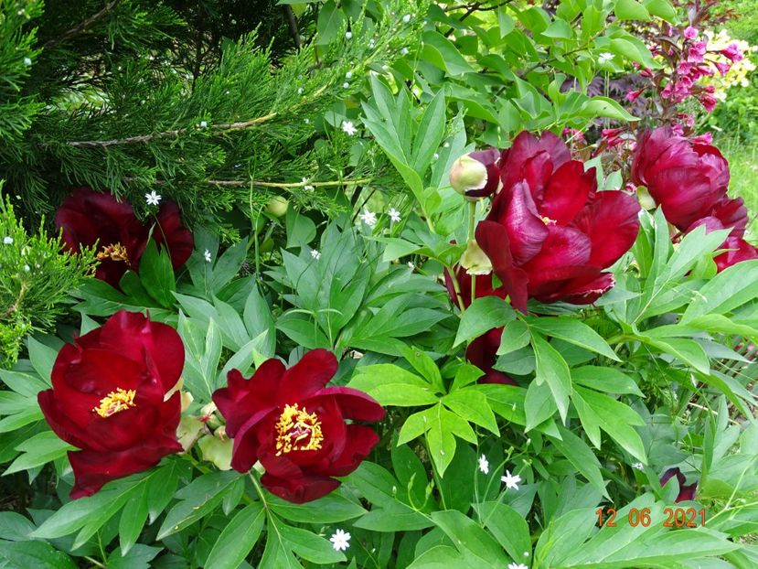  - Irisi si bujori 2021