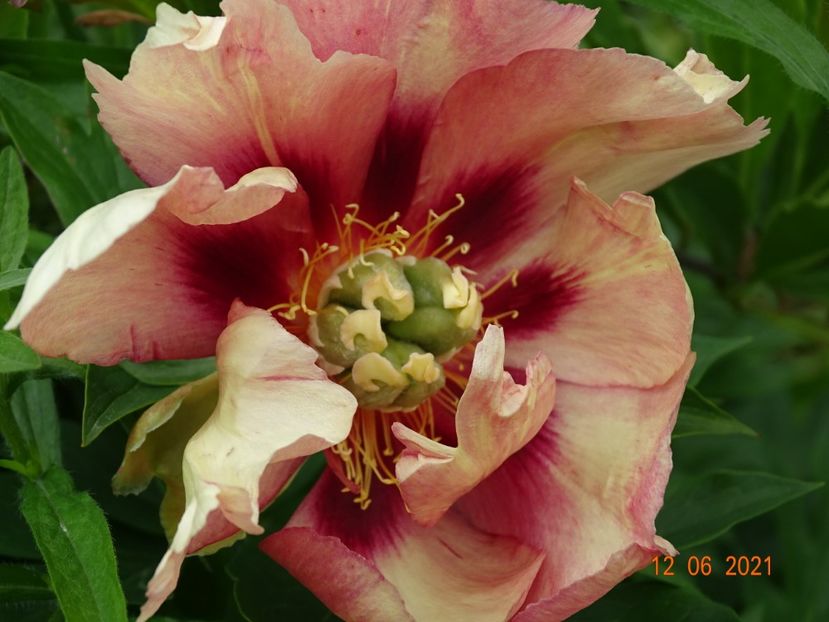  - Irisi si bujori 2021