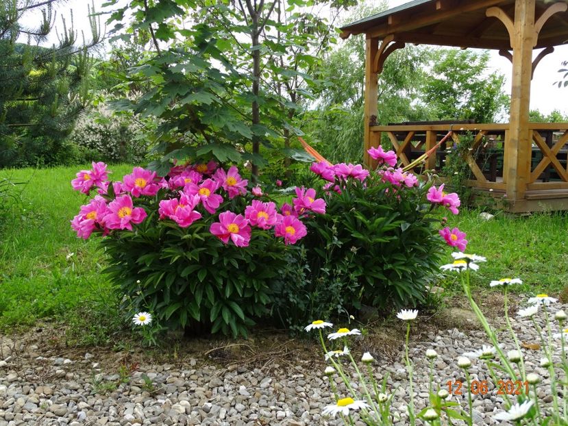  - Irisi si bujori 2021