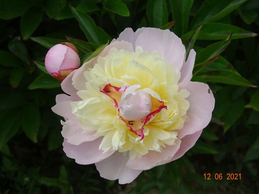 Mr. Ed - Irisi si bujori 2021