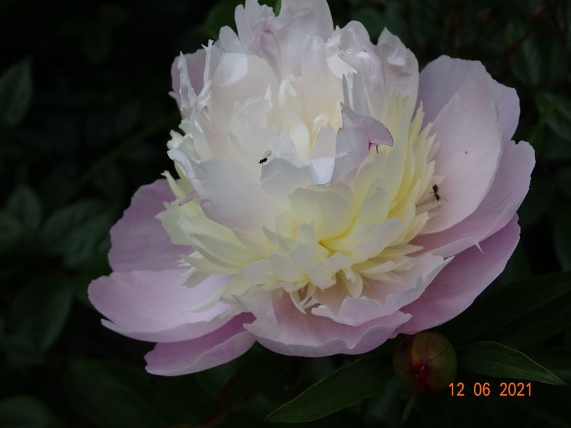 Mr. Ed - Irisi si bujori 2021