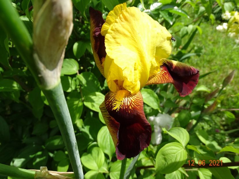  - Irisi si bujori 2021