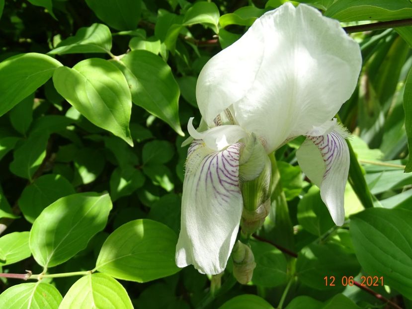  - Irisi si bujori 2021