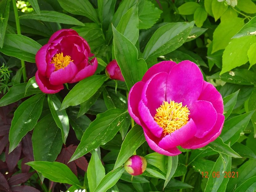 in loc de arbustiv de la pepiniera mizil - Irisi si bujori 2021