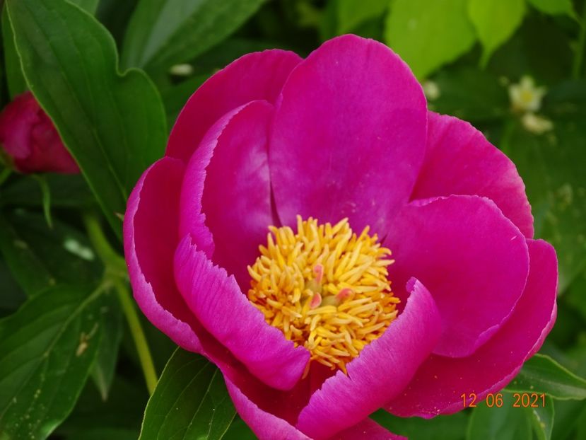 in loc de arbustiv de la pepiniera mizil - Irisi si bujori 2021