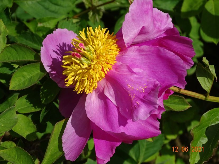  - Irisi si bujori 2021