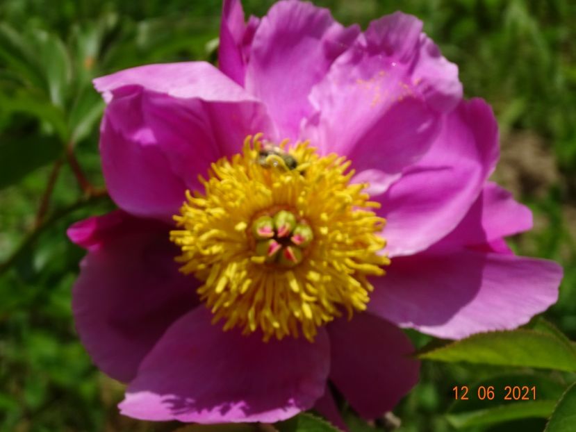  - Irisi si bujori 2021