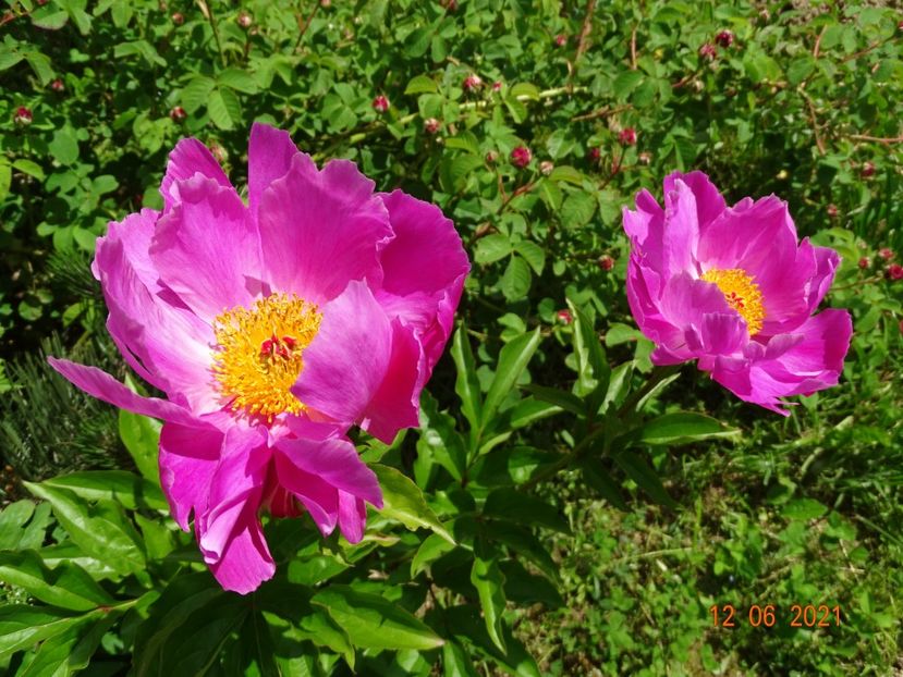 portaltoi bujor arbustiv - Irisi si bujori 2021