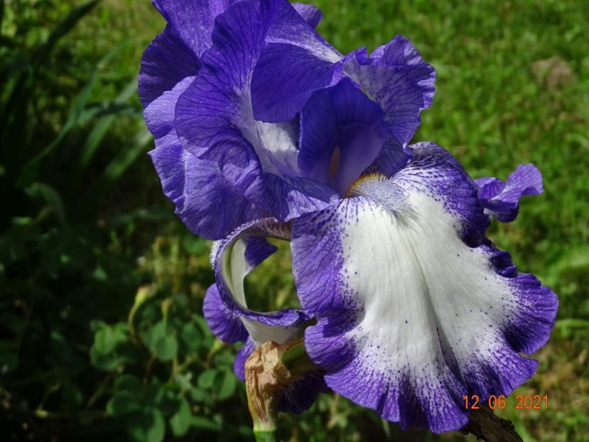  - Irisi si bujori 2021