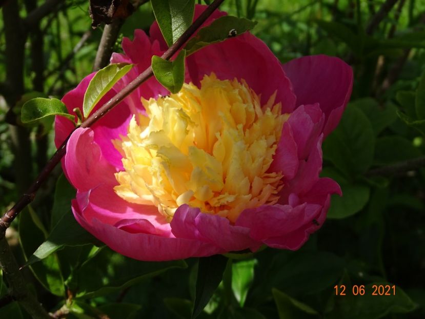 Mr. GF Hemerik - Irisi si bujori 2021