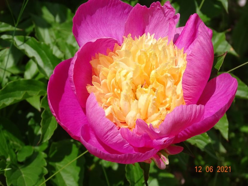 Mr. GF Hemerik - Irisi si bujori 2021