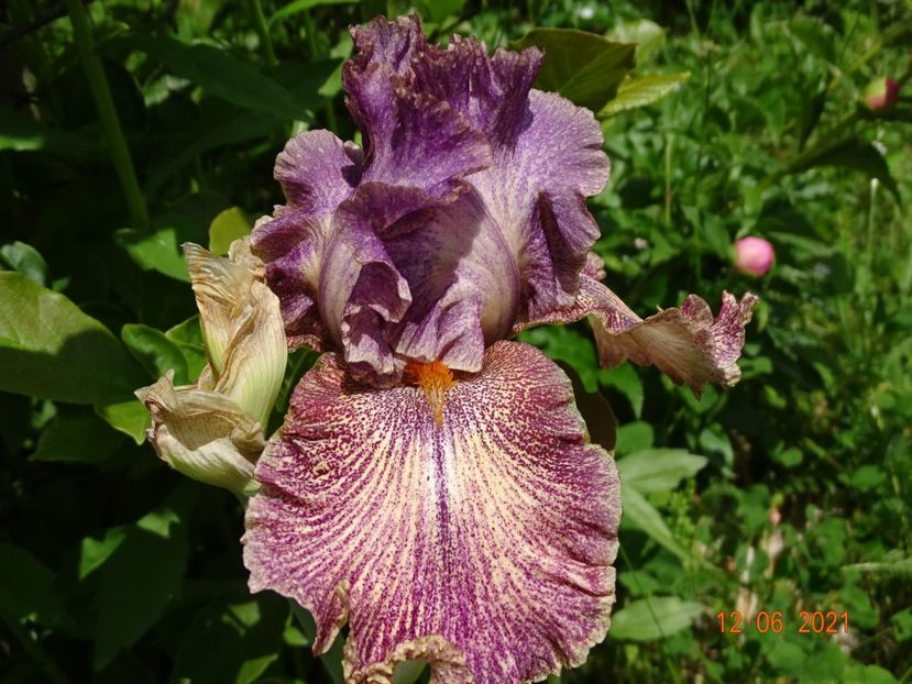  - Irisi si bujori 2021