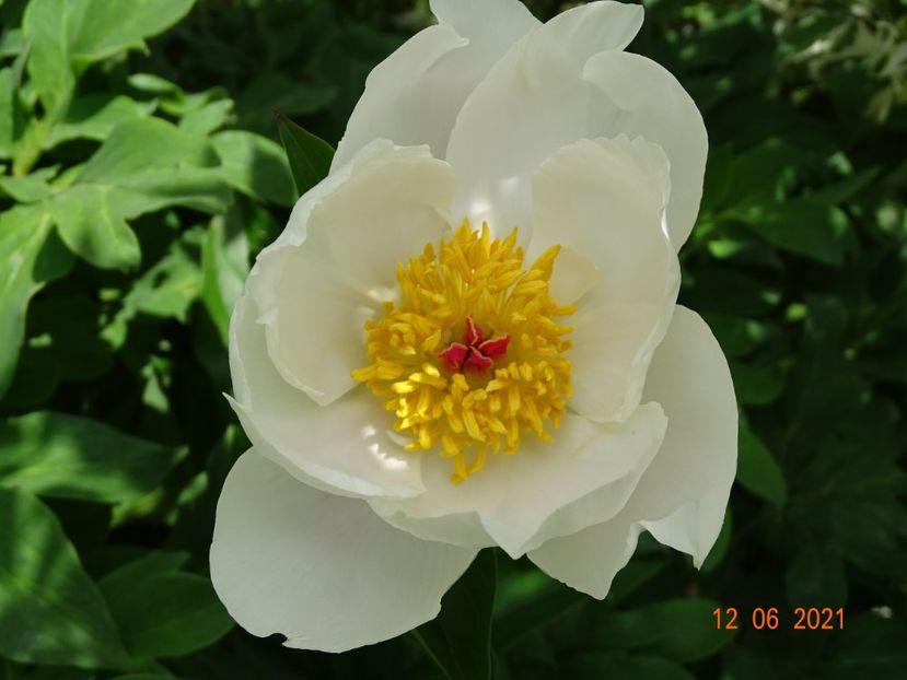  - Irisi si bujori 2021