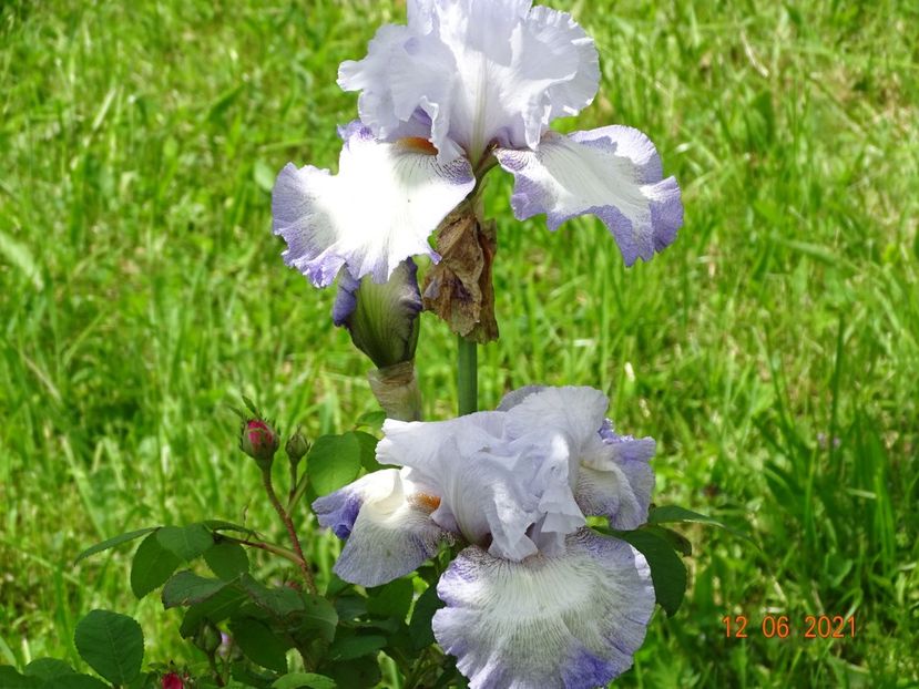 Acoma - Irisi si bujori 2021