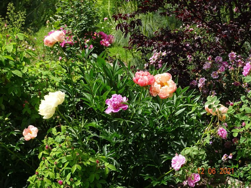  - Irisi si bujori 2021