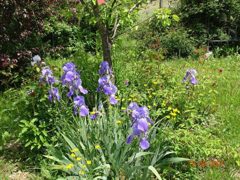  - Irisi si bujori 2021