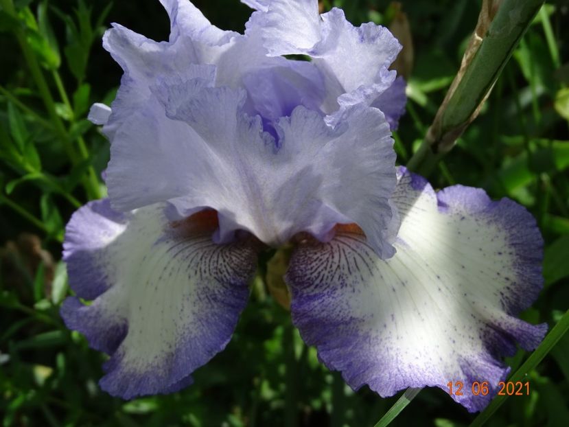  - Irisi si bujori 2021