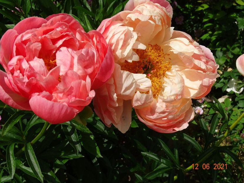  - Irisi si bujori 2021