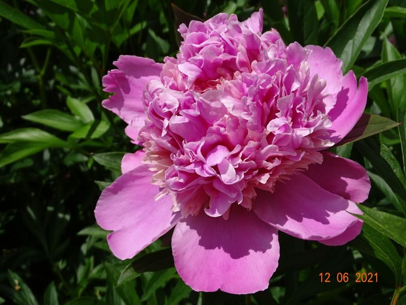  - Irisi si bujori 2021