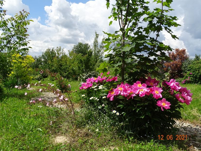  - Irisi si bujori 2021