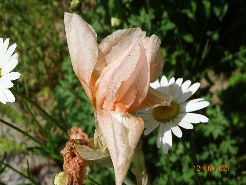  - Irisi si bujori 2021