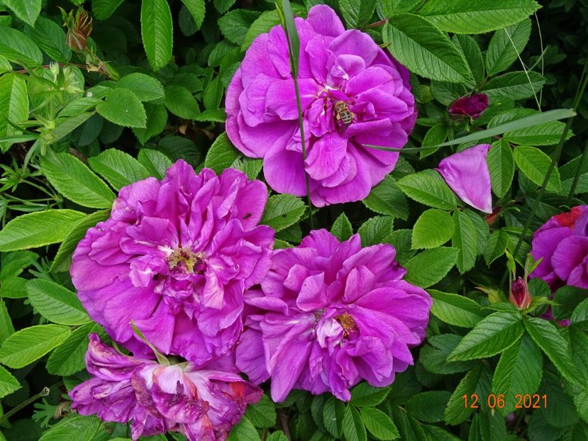 - Trandafiri 2021