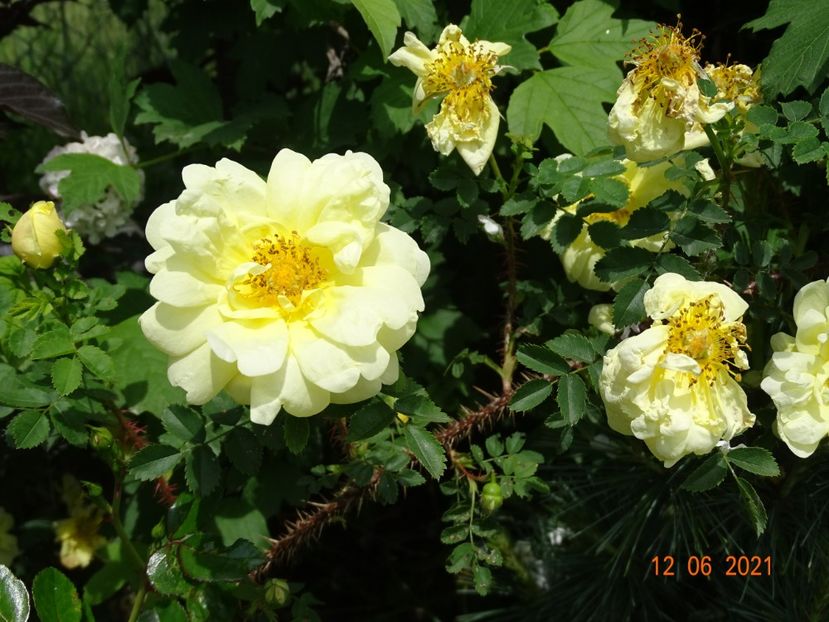  - Trandafiri 2021