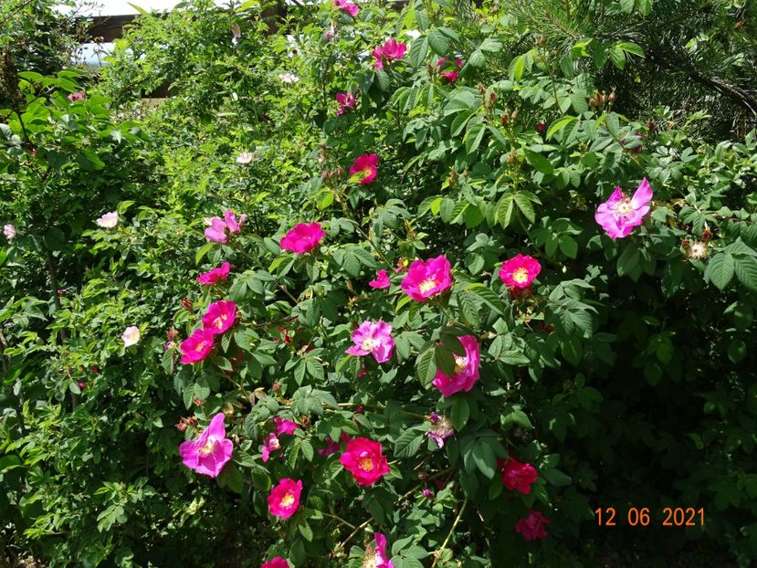  - Trandafiri 2021