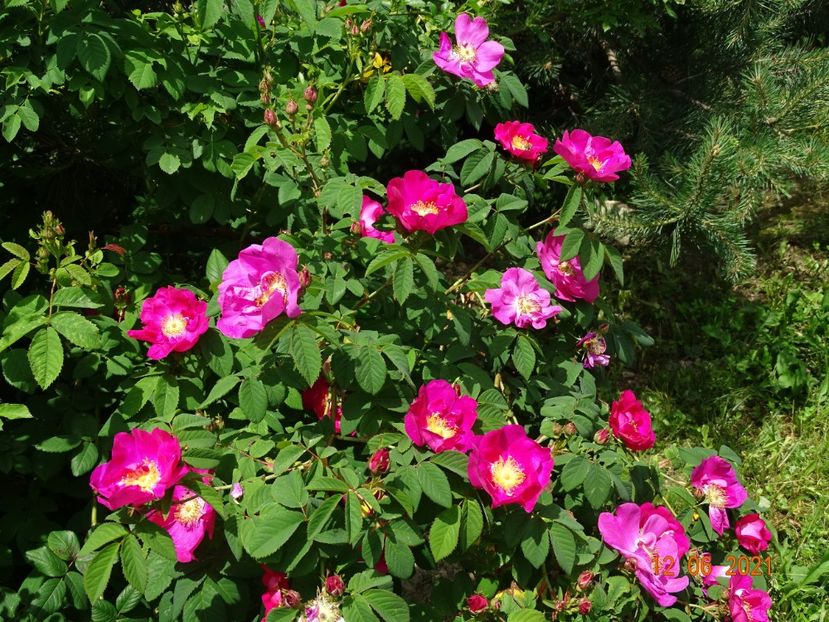  - Trandafiri 2021