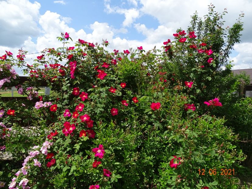  - Trandafiri 2021