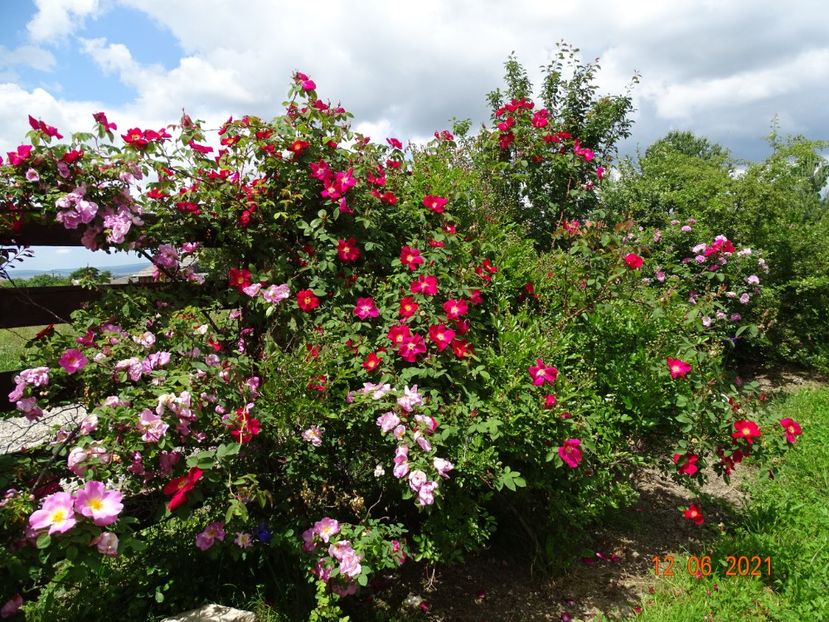  - Trandafiri 2021