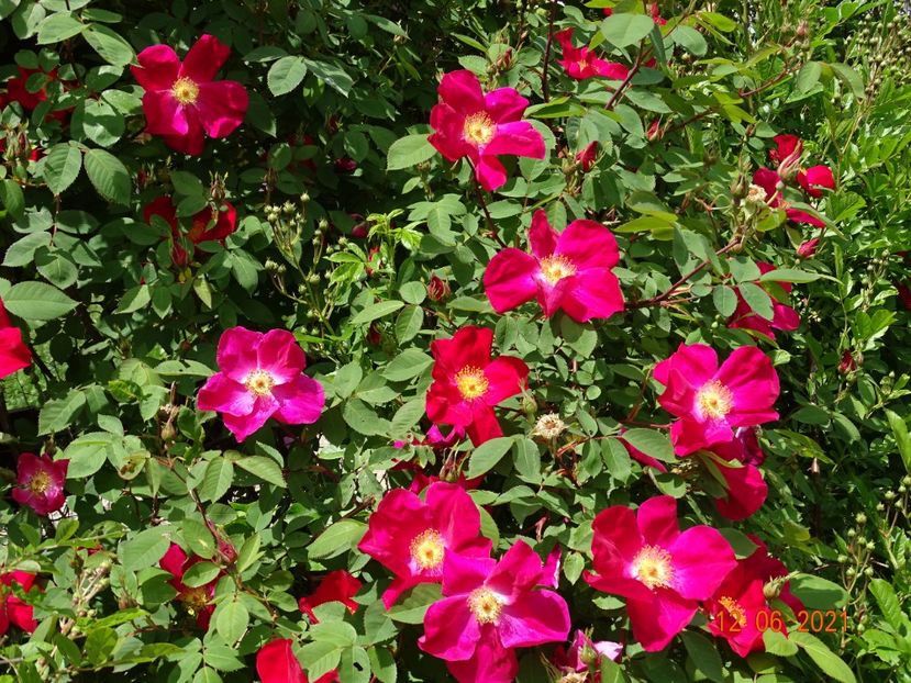  - Trandafiri 2021