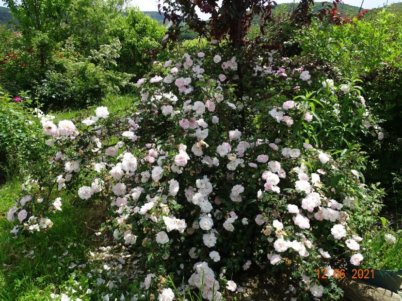  - Trandafiri 2021