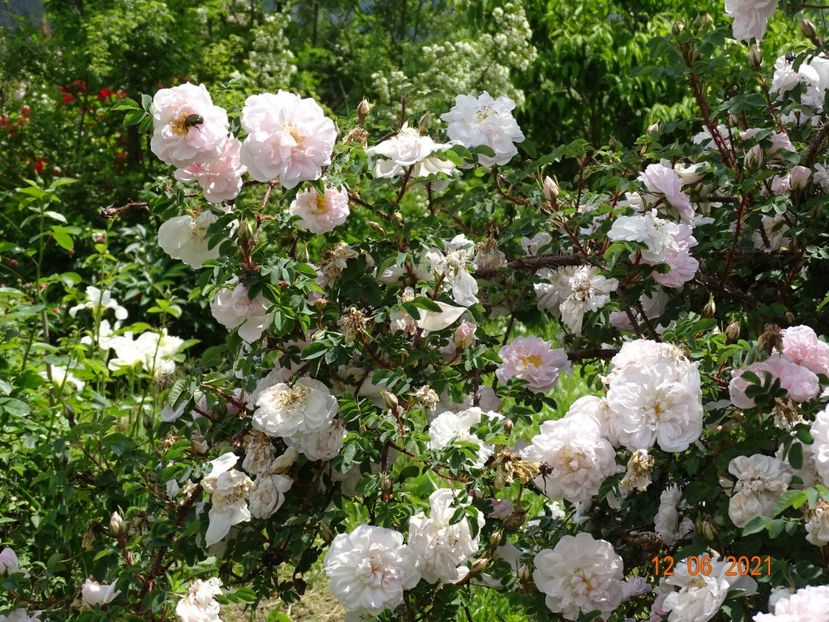  - Trandafiri 2021