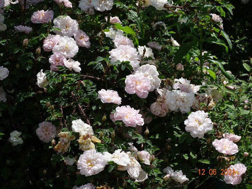  - Trandafiri 2021
