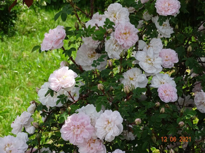  - Trandafiri 2021