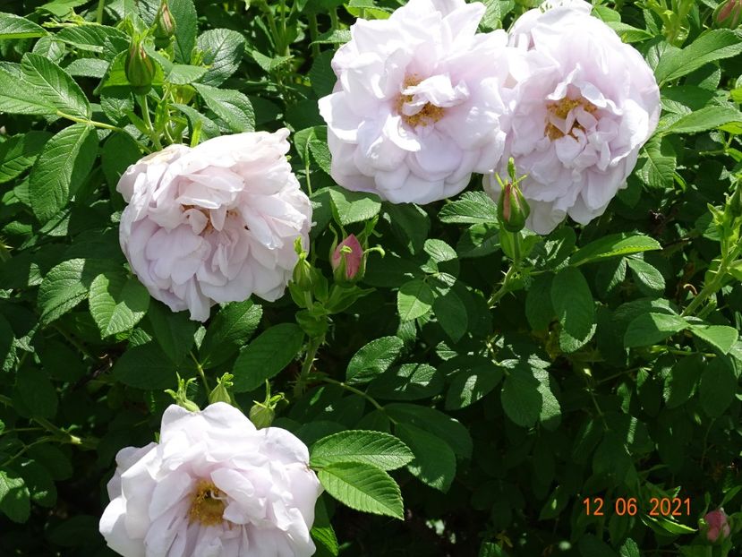  - Trandafiri 2021