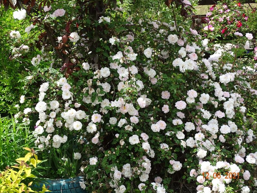  - Trandafiri 2021
