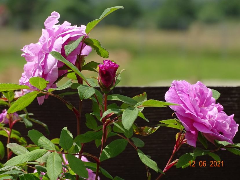  - Trandafiri 2021