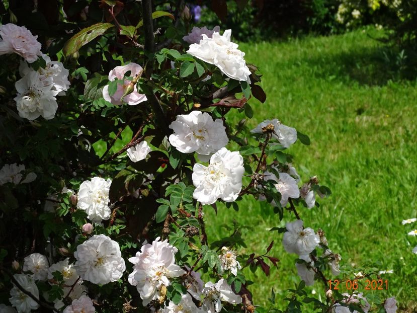  - Trandafiri 2021