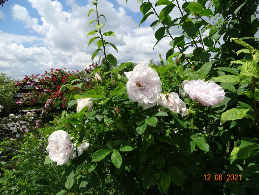  - Trandafiri 2021